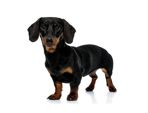 Breeding store mini dachshunds